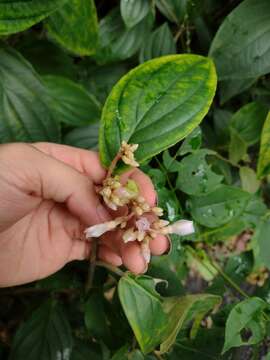 Imagem de Medinilla venosa (Bl.) Bl.