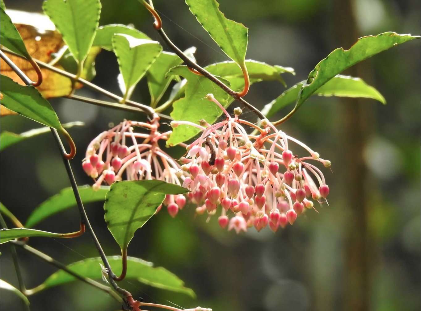 Plancia ëd Ardisia hanceana Mez