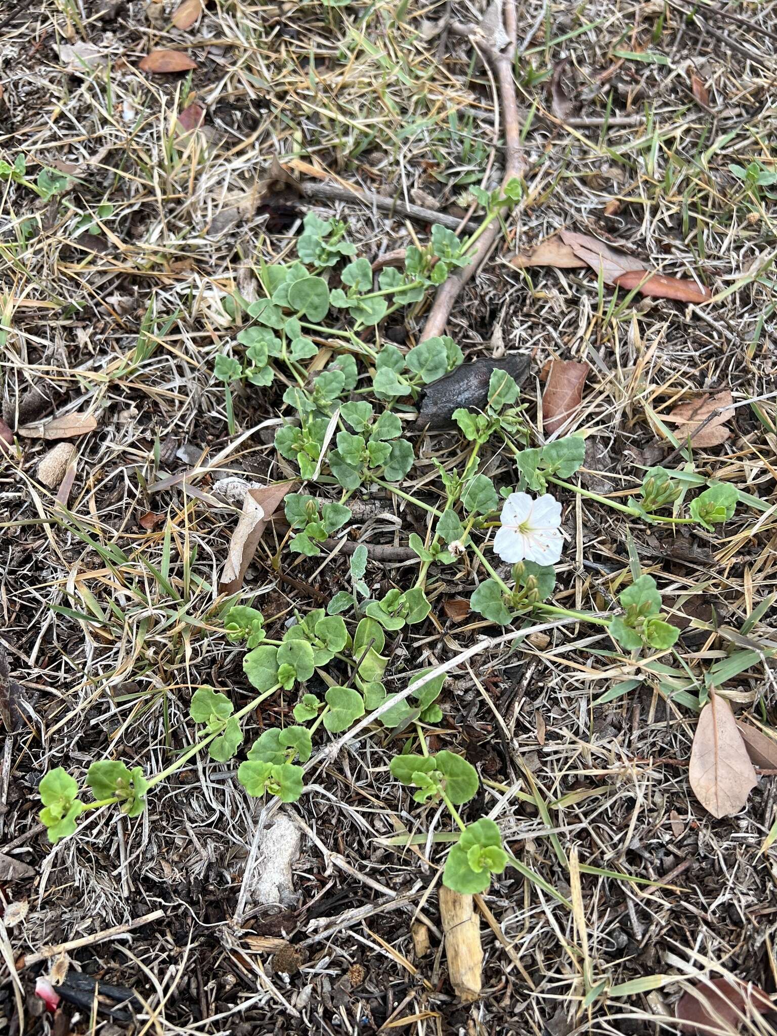 Acleisanthes obtusa (Choisy) Standl. resmi