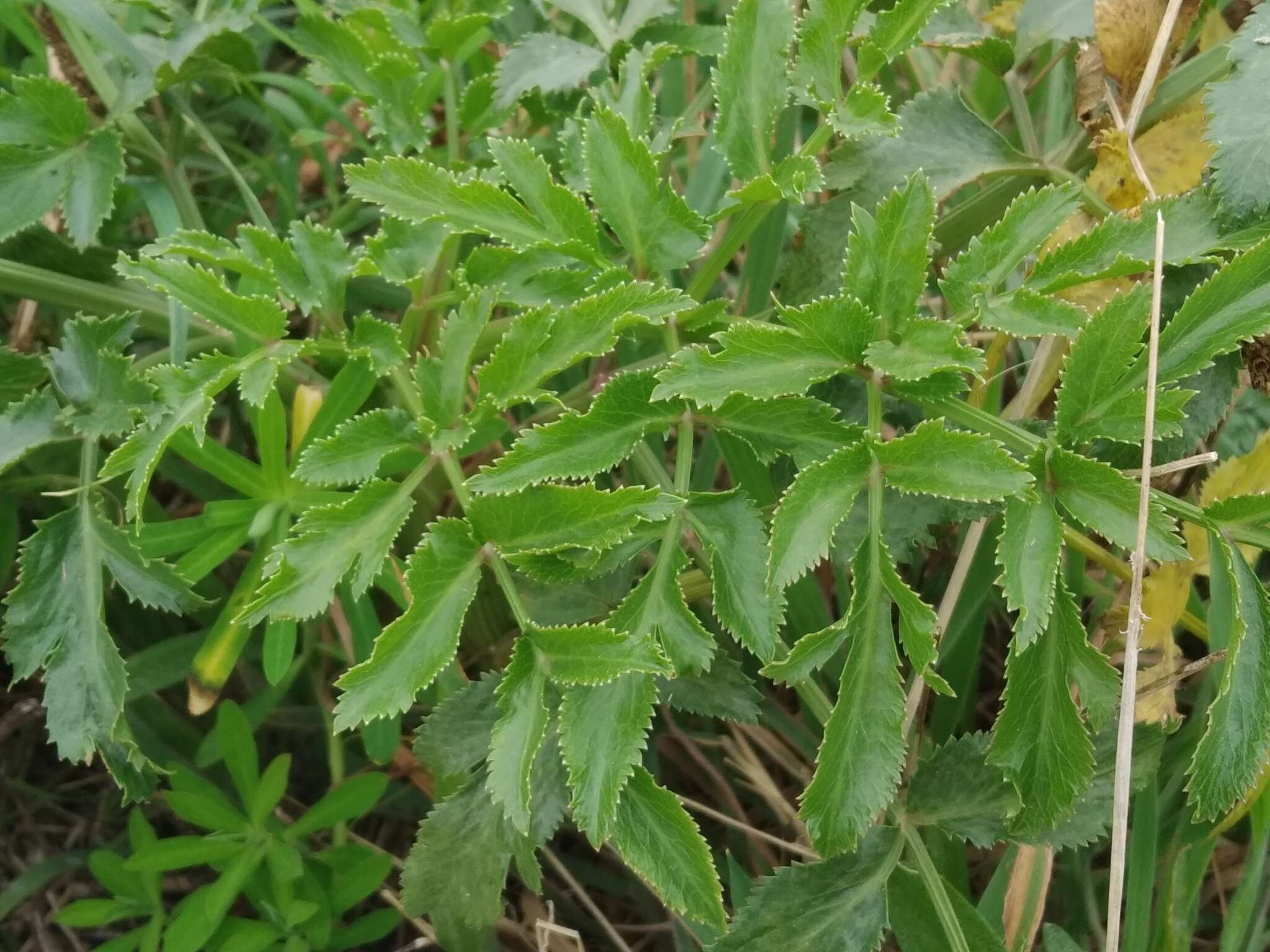 Image of Ammi trifoliatum (H. C. Watson) Trelease