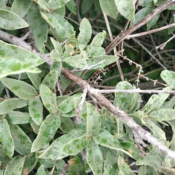 Image of Quercus microphylla Née