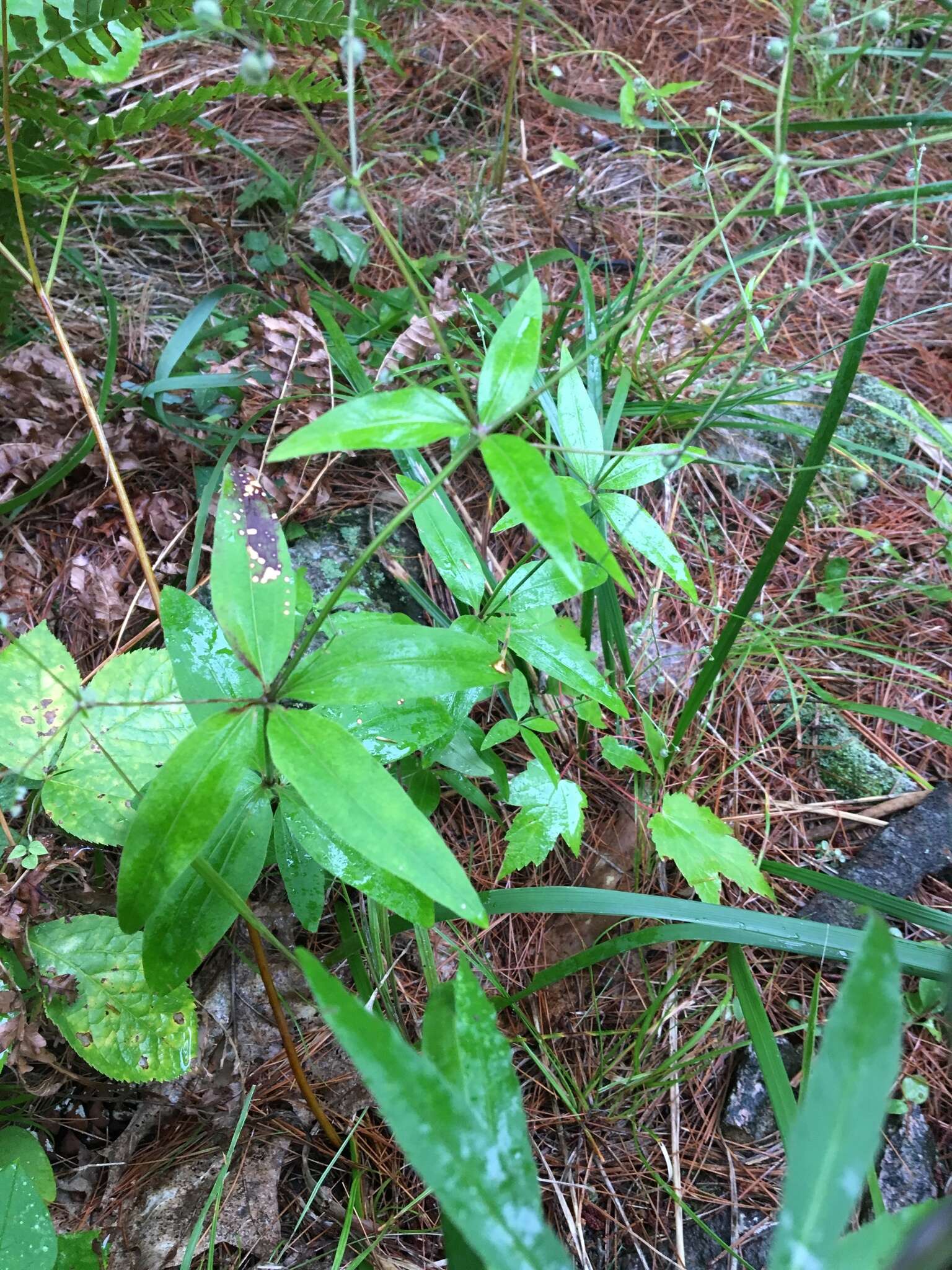 Imagem de Galium lanceolatum (Torr. & A. Gray) Torr.