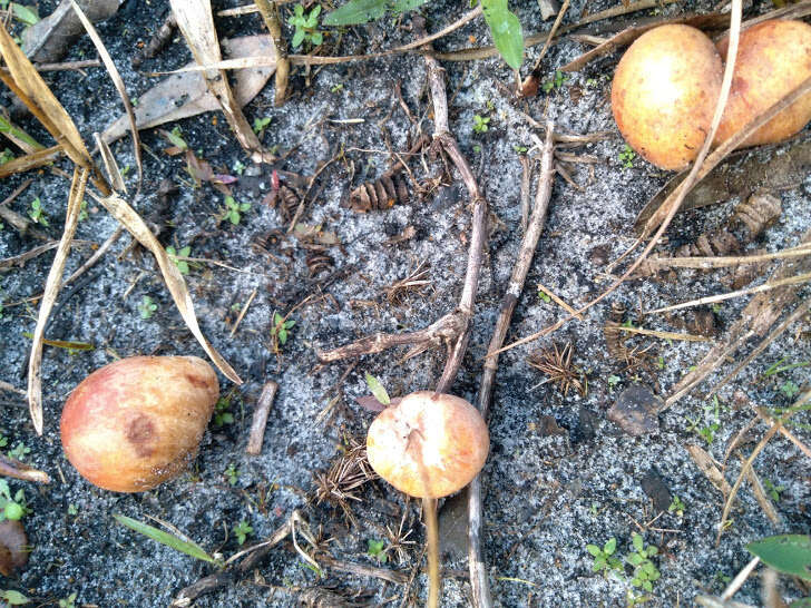 Image de Zelleromyces cinnabarinus Singer & A. H. Sm. 1960