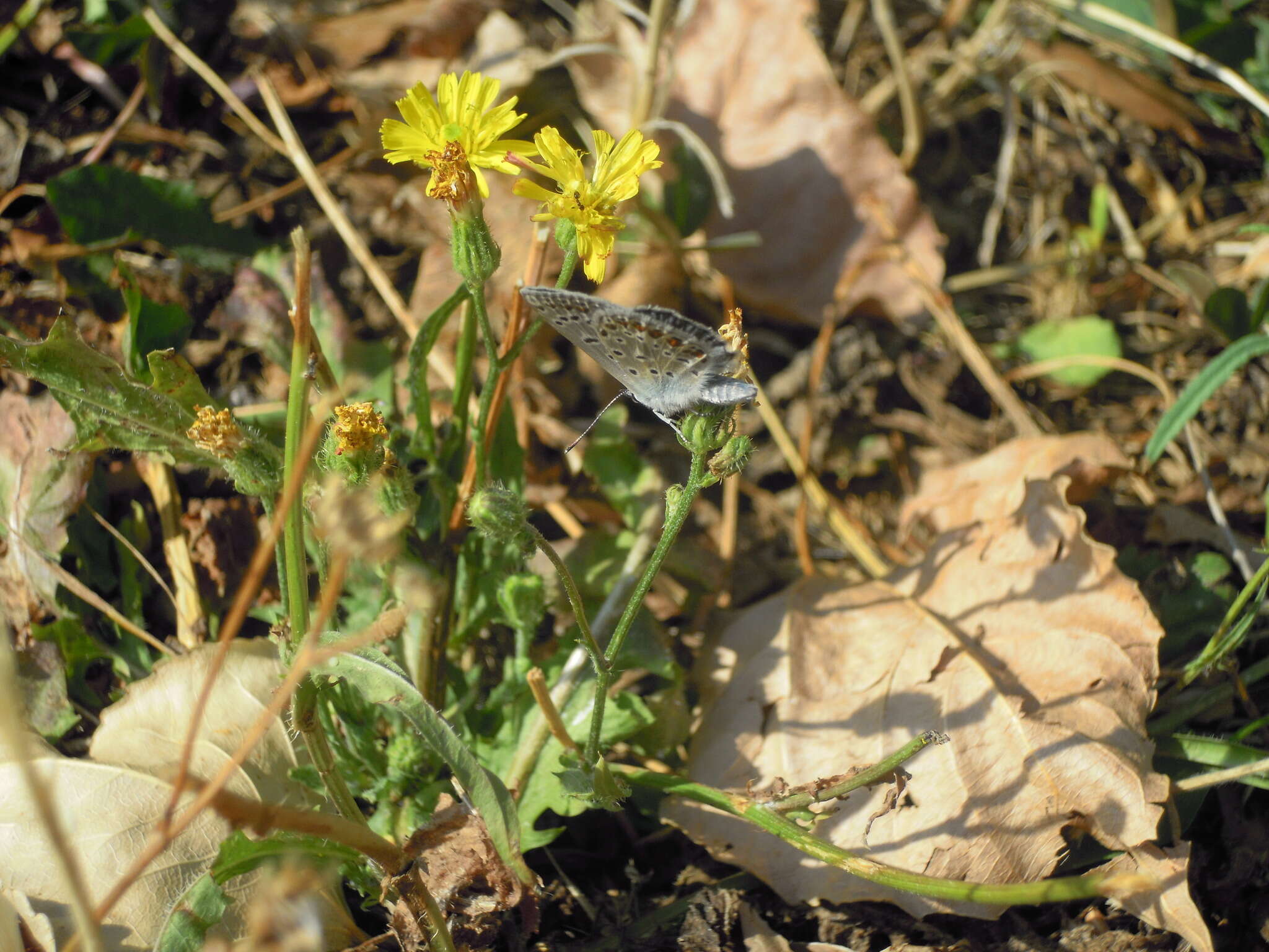 Слика од Picris hieracioides L.