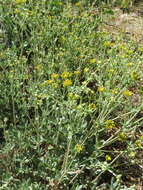 Image of Munz's buckwheat