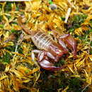 Euscorpius aquilejensis (C. L. Koch 1837) resmi