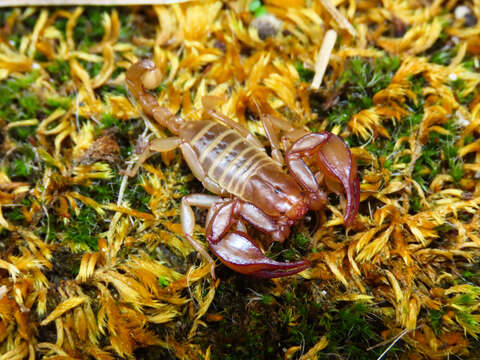 Euscorpius aquilejensis (C. L. Koch 1837) resmi