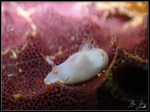 Image of Trapania aurata Rudman 1987