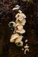Image of Phlebia tremellosa (Schrad.) Nakasone & Burds. 1984