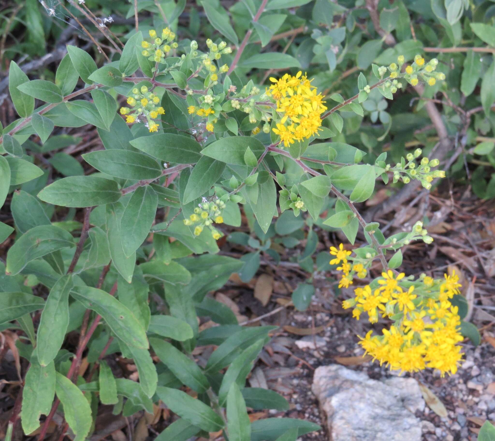 Image of Wright's goldenrod