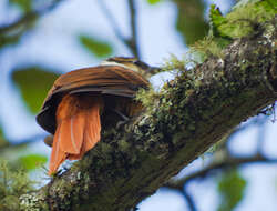 Image of Streaked Tuftedcheek