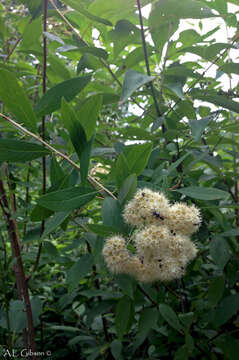 Imagem de Spiraea virginiana Britt.