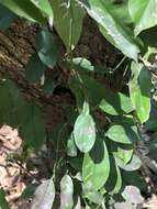 Image of Pothos chinensis (Raf.) Merr.