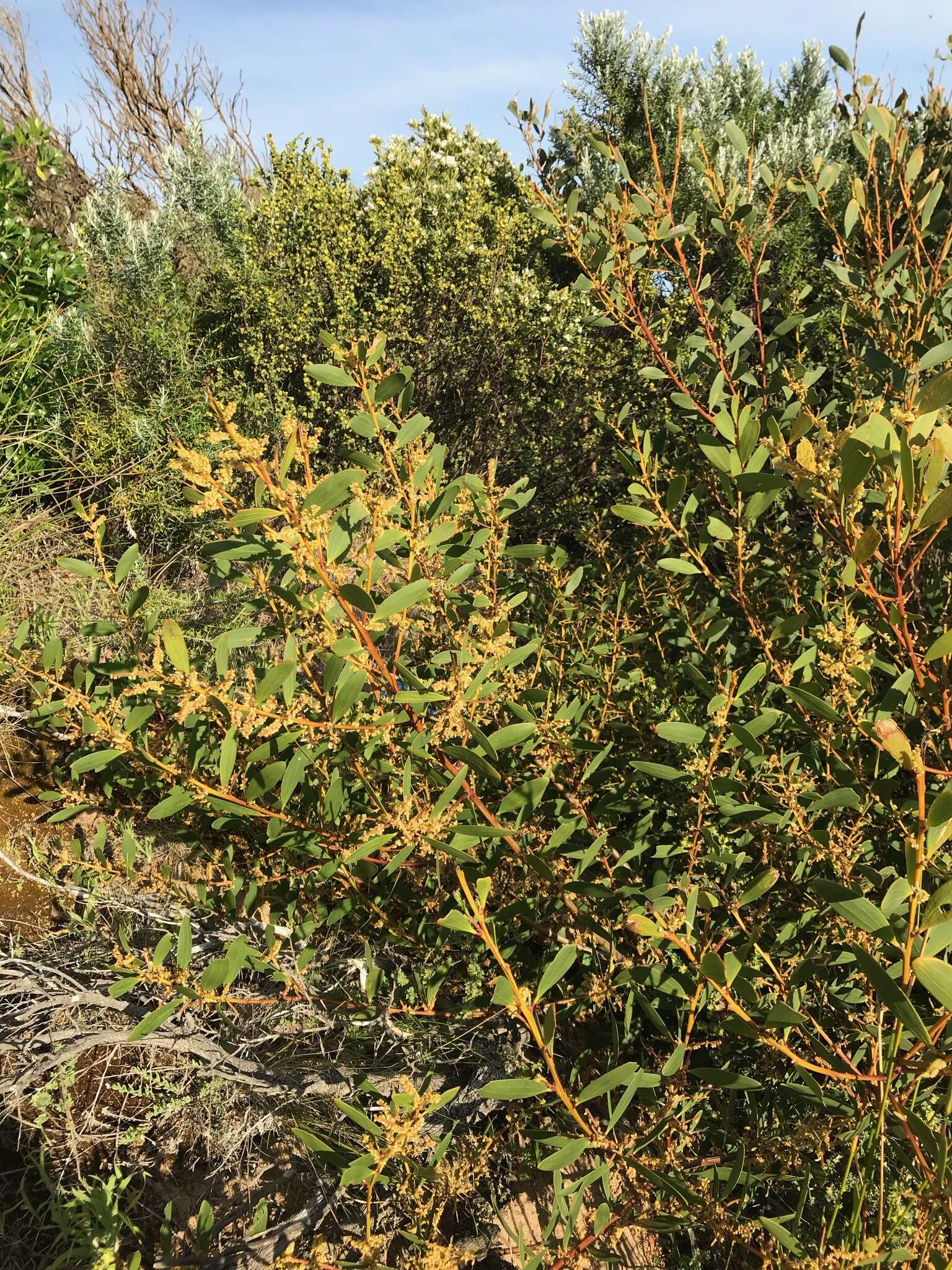 Imagem de Acacia longifolia subsp. sophorae (Labill.) Court