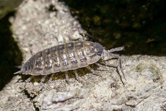 Image of Porcellio orarum Verhoeff 1910