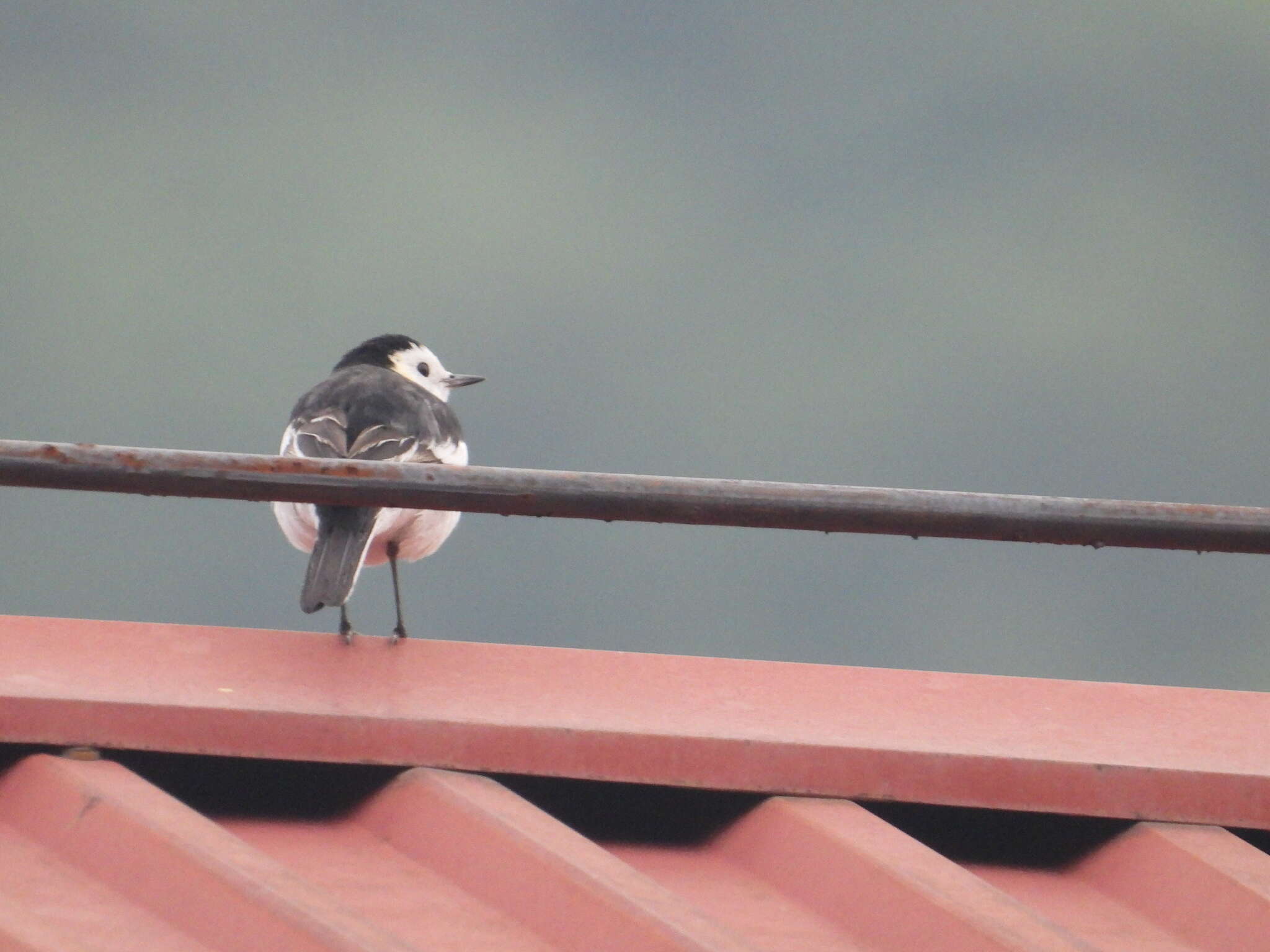 Image of Motacilla alba leucopsis Gould 1838