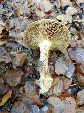 Image of Cortinarius elegantissimus Rob. Henry 1989