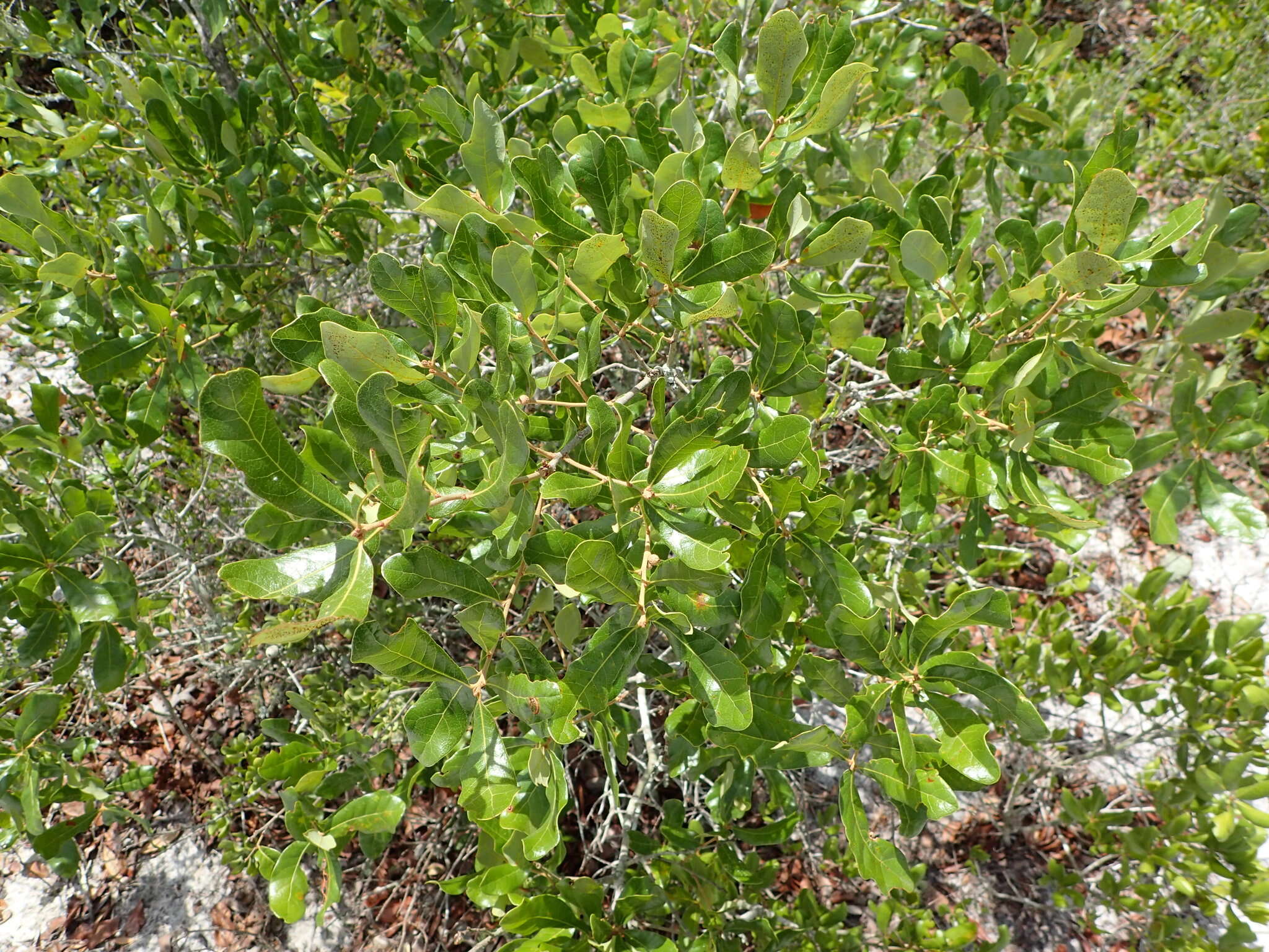 Image of Chapman Oak