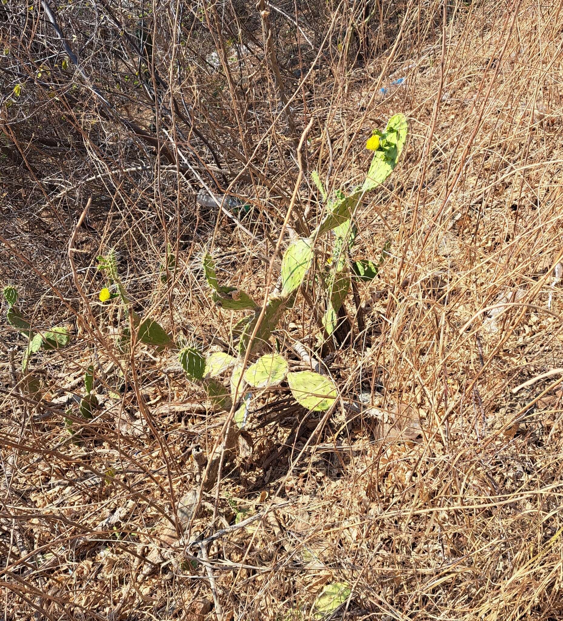 Image of Opuntia caracassana Salm-Dyck