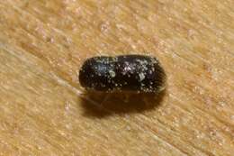 Image of Bark beetle