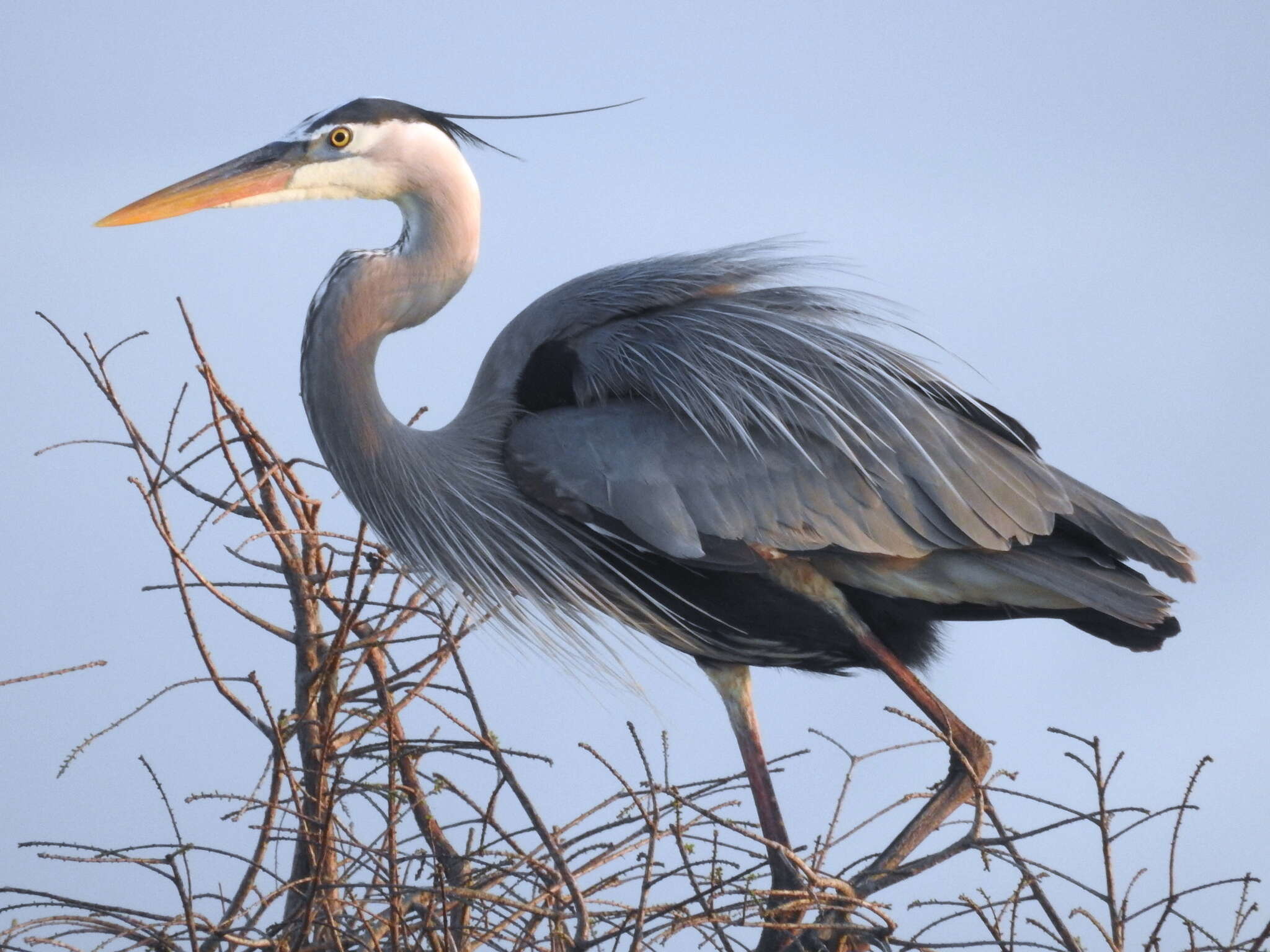 Image of Ardea herodias wardi Ridgway 1882