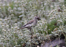 Image of Snowfinch