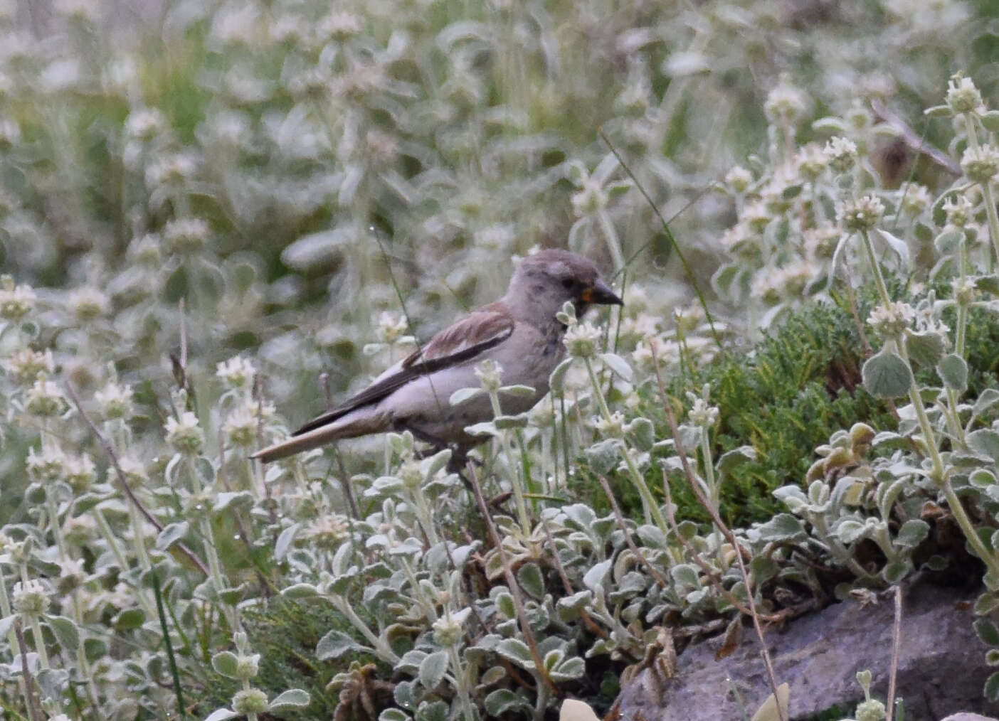 Image of Snowfinch