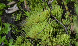 Image of Wahlenberg's pohlia moss
