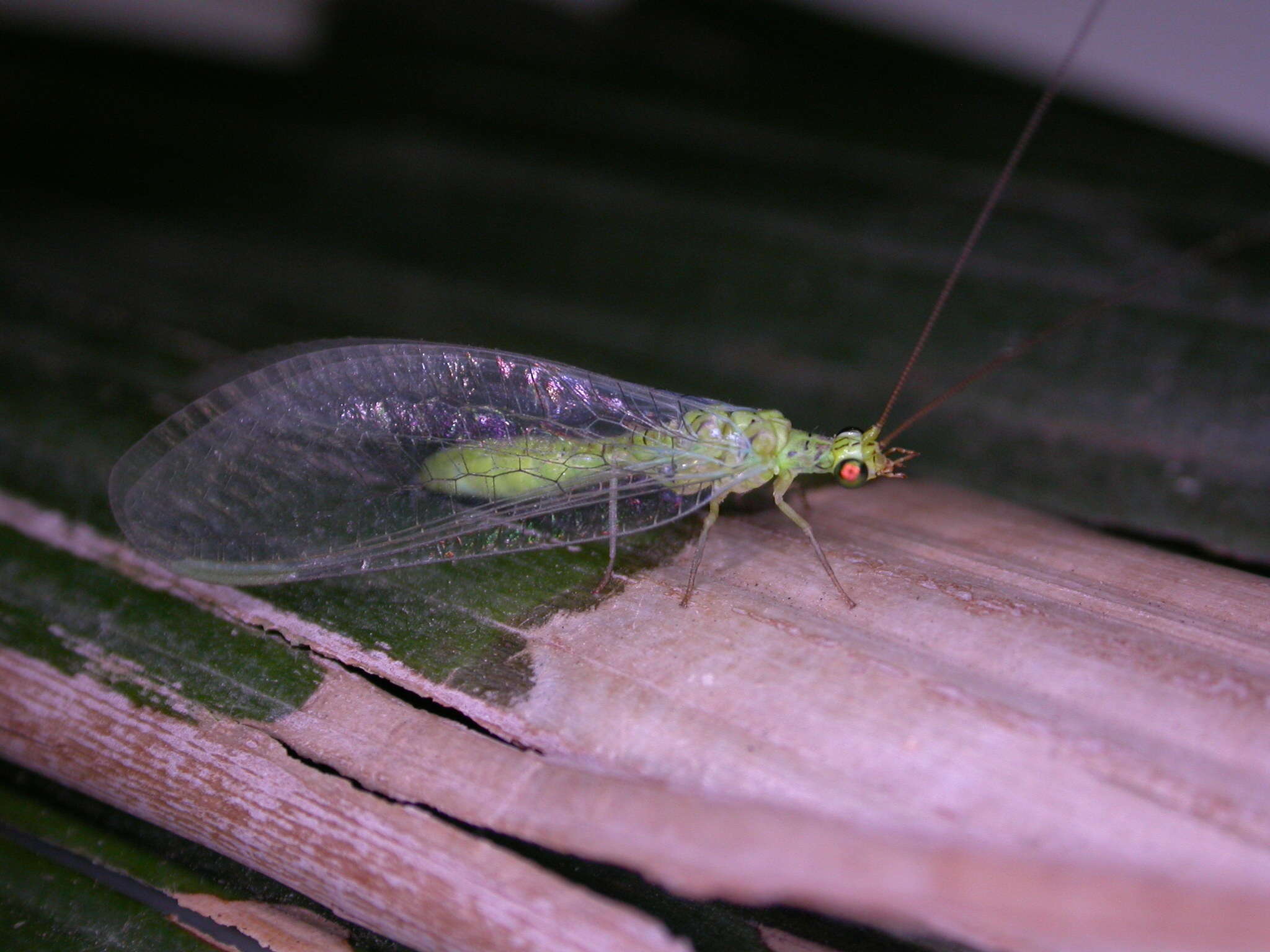 Image of Plesiochrysa