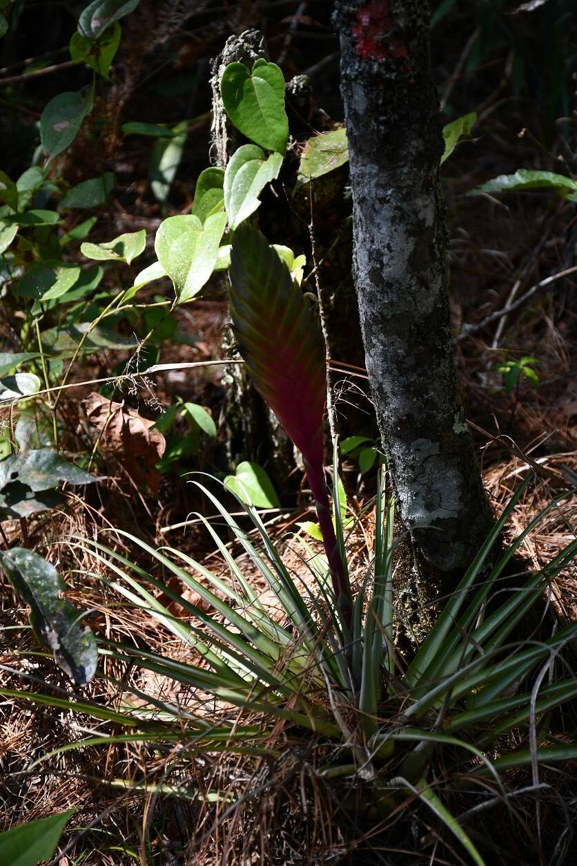 Image of Tillandsia lampropoda L. B. Sm.