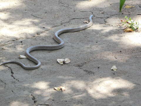 Image of Rufous Beaked Snake