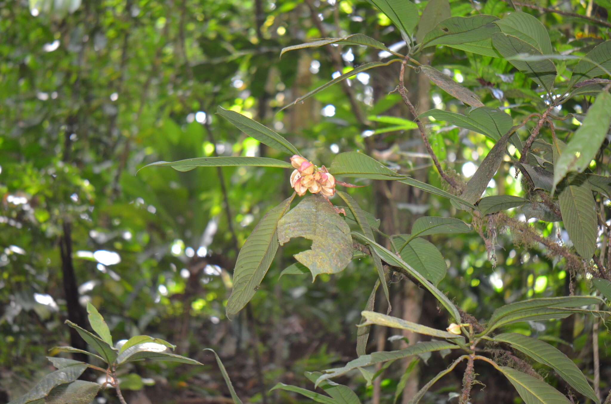 Image of Chrysochlamys grandifolia (L. O. Williams) B. E. Hammel