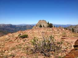 Image of foxtail pine