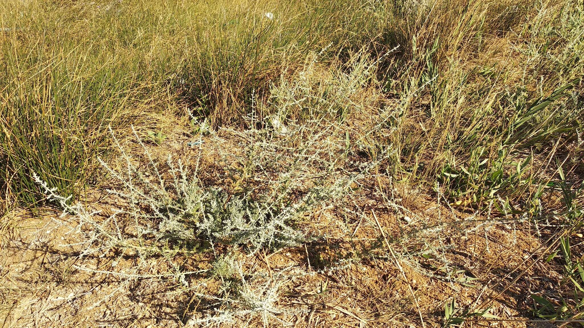 Image of field sagewort