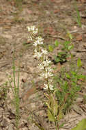 Image of Lomatia ilicifolia R. Br.