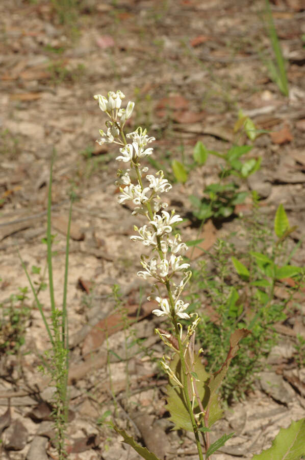 Image of Lomatia ilicifolia R. Br.