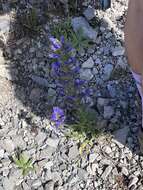 Image of Echium vulgare subsp. vulgare