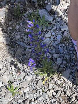 Imagem de Echium vulgare subsp. vulgare