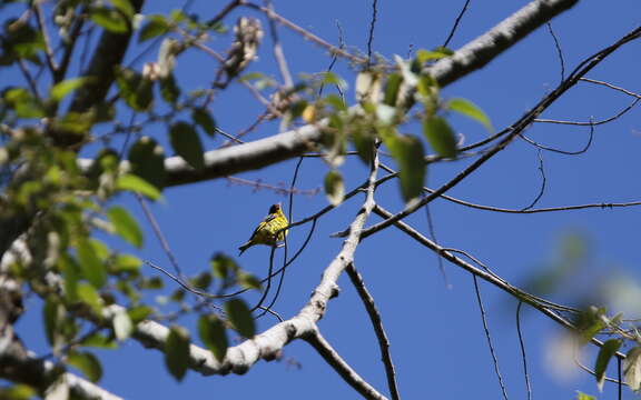 Image of Vietnamese Greenfinch