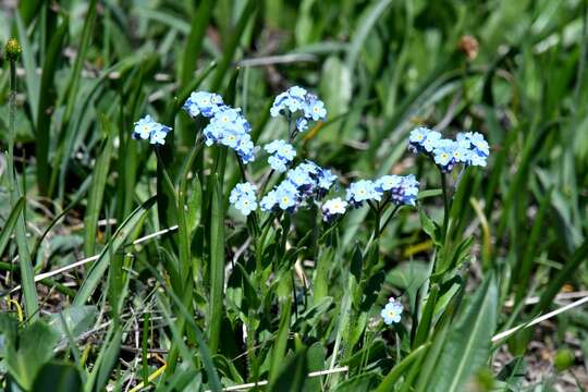 Image of Alpine forget-me-not