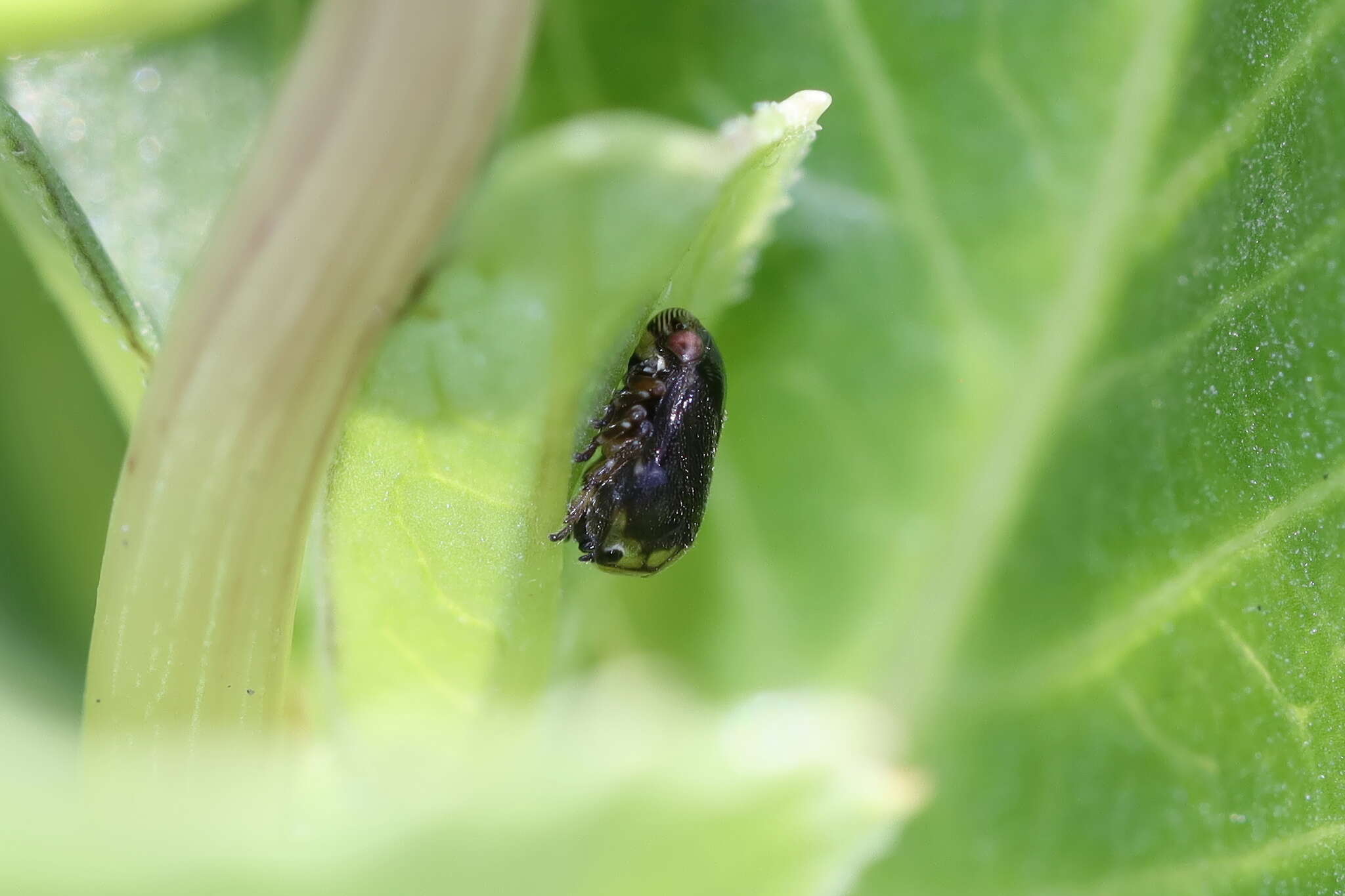 Image of Sunflower Spittlebug