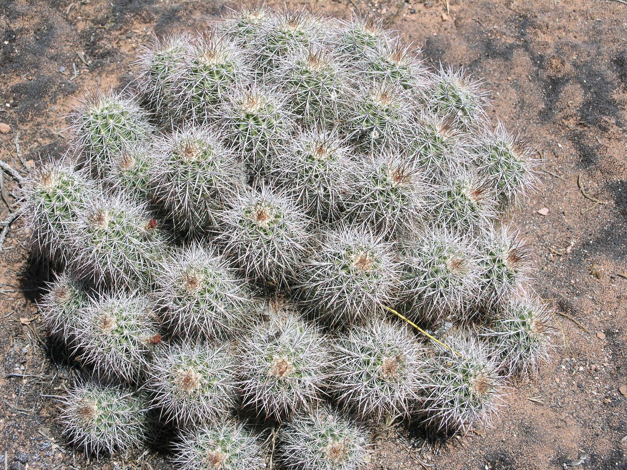 Image de Echinocereus coccineus subsp. coccineus