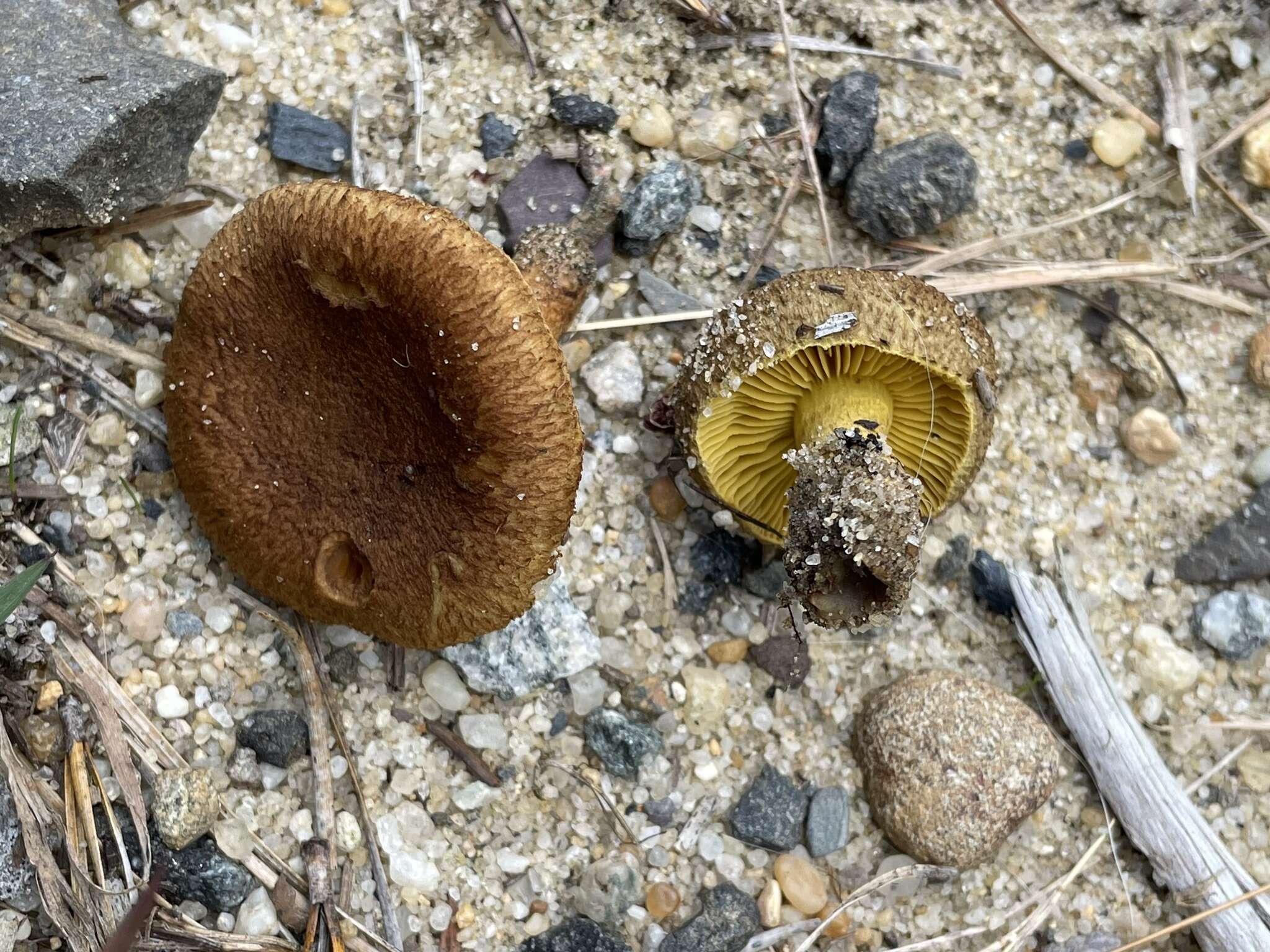 Image of Cortinarius aureifolius Peck 1885