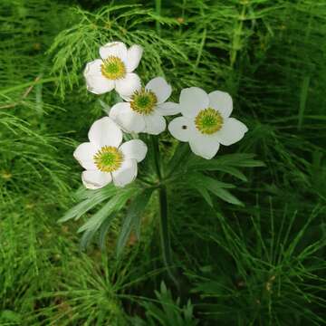 Imagem de Anemonastrum narcissiflorum subsp. crinitum (Juz.) Raus