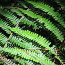 Image de Polystichum muricatum (L.) Fée