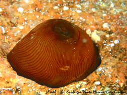 Image of Actinia striata Quoy & Gaimard 1833