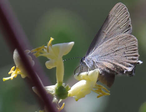 Image of Gold-hunters Hairstreak