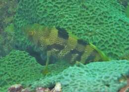 Image of Banded reef-cod