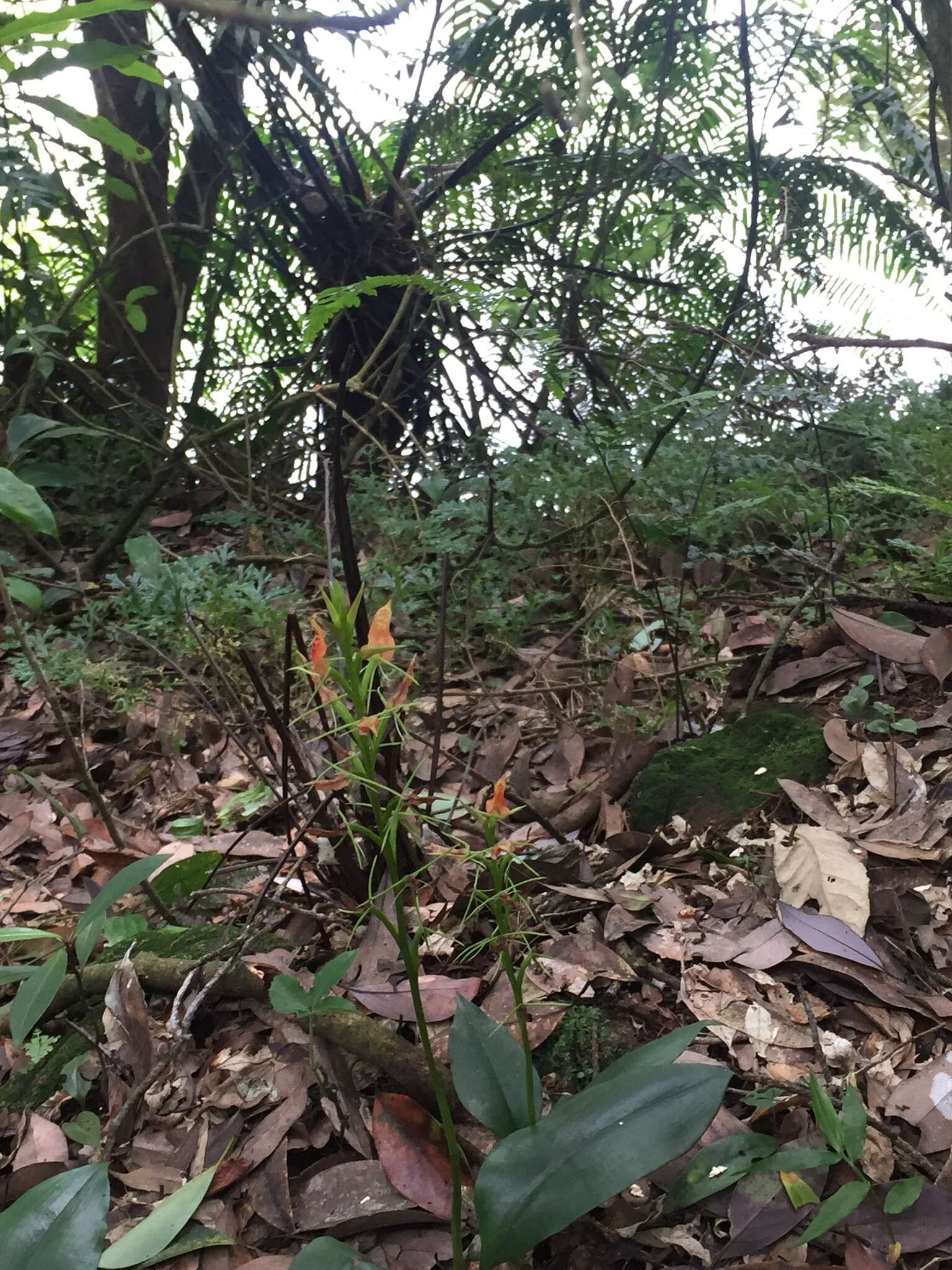 Image of Lily-leaf Orchid