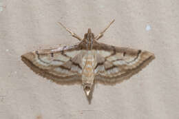 Image of Marasmia trapezalis